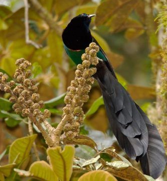 Astrapia Nigra Arfak Ave Del Paraiso