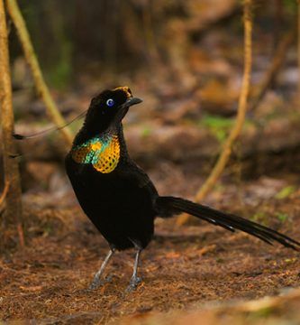 Parotia Sefilata Pennant Aves Paraiso