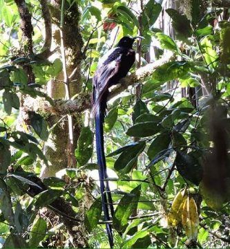 ave-del-paraiso-fastuosa-pico-corvo-negro-Epimachus fastosus