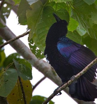 Ave Del Paraiso Metalica Manucodia Chalybatus