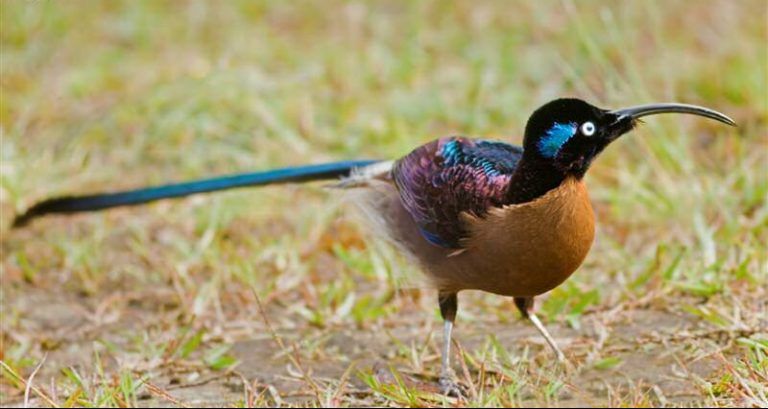 Lee más sobre el artículo Epimachus meyeri | meyer