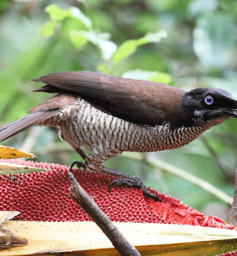 Ave Del Paraiso Pennant Parotia Selfilata Hembra