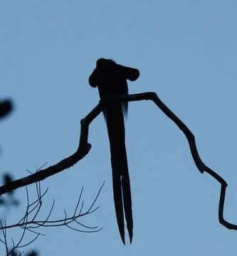 ave-del-paraíso-pico-corvo-negro