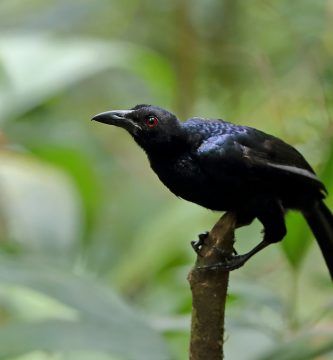 Aves Del Paraiso Manucodia Ater Negra