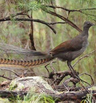 Aves Del Paraiso Menura Novaehollandiae Soberbia