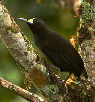 Aves Del Paraiso Colicorta Paradigalla Brevicauda