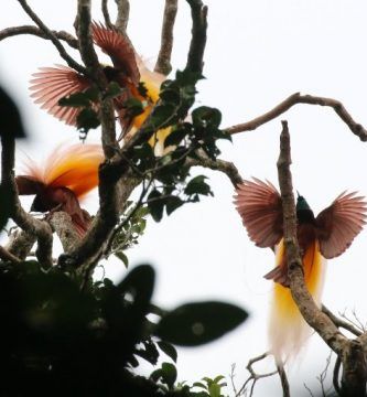 Aves Del Paraiso Esmeralda Grande Paradisaea Apoda Machos Bailando