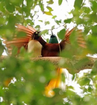 Aves Del Paraiso Esmeralda Minor Macho Y Hembra Paradisaea Minor