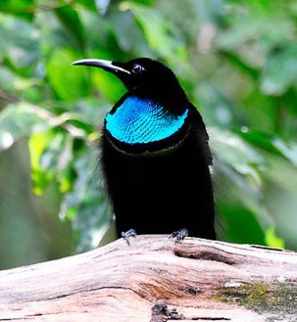 Aves Del Paraiso Goliazul Ptiloris Magnificus