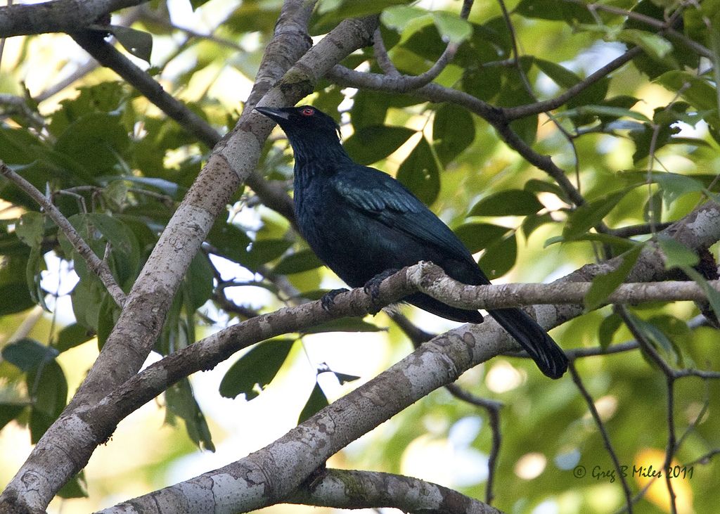Género Manucodia - Aves del paraíso