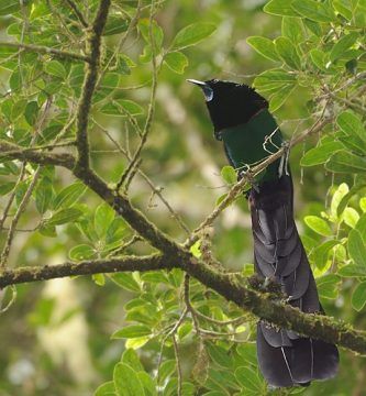 Aves Del Paraiso Negra Arfak Astrapia Nigra