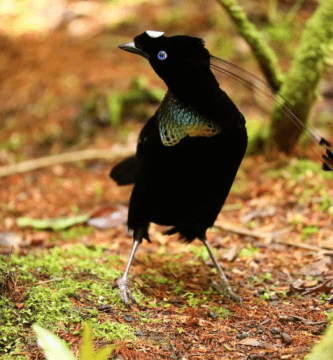 Aves Del Paraiso Pennant Macho