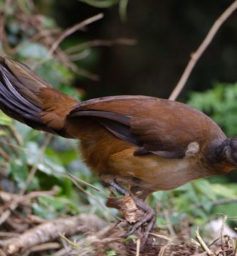 Aves Paraiso Menura Alberti