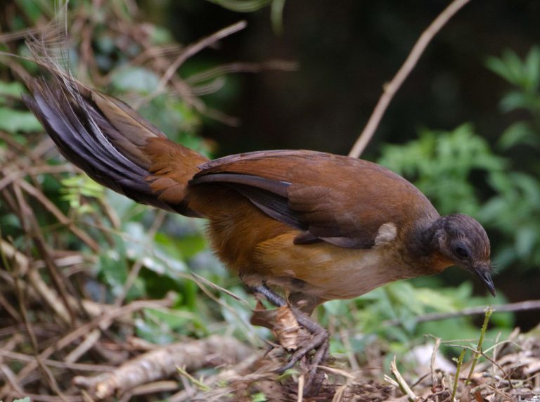 Lee más sobre el artículo Menura alberti | Alberto