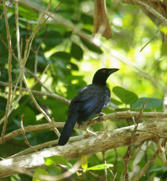 Manucodia Ater Ave Del Paraiso