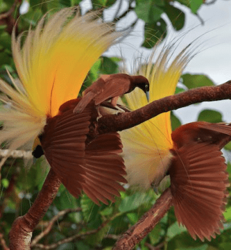 Pajaros Del Paraiso Esmeralda Grande Paradisea Apoda Macho Y Hembra