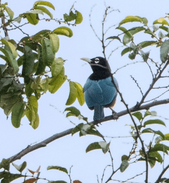 Paradisaea Rudolphi Ave Del Paraiso Azul