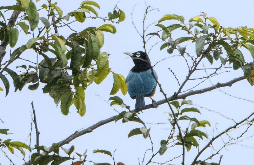 Ave del Paraíso azul - Aves del paraíso