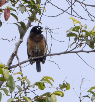 Paradisaea Rudolphi Aves Del Paraiso Azules